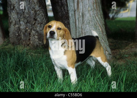 Portrait de chien beagle Banque D'Images