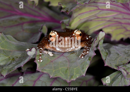 Close-up d'un cannelier frog (Nyctixalus pictus) Banque D'Images