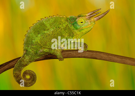 Close-up of a Jackson's chameleon (Chamaeleo jacksonii,) sur une branche Banque D'Images