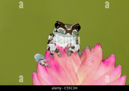 Close-up of an Amazon grenouille Lait (Trachycephalus resinifictrix) sur une fleur Banque D'Images