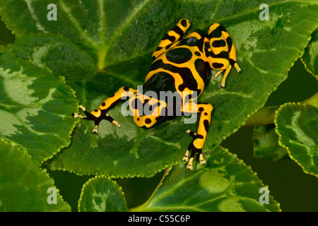 Close-up of a Yellow-Banded Dart frog (Dendrobates leucomelas) sur les feuilles Banque D'Images