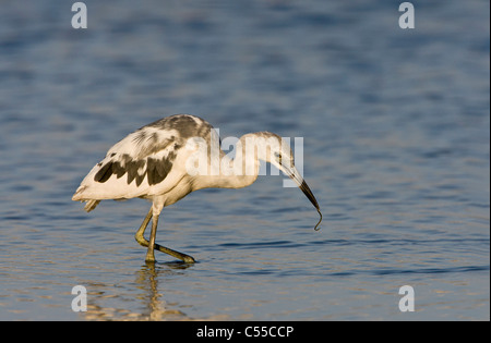Little Blue Heron (Egretta caerulea) posent à la pêche des juvéniles Banque D'Images