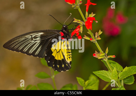 La Cites d'or (Papillon Troides rhadamantus) Banque D'Images