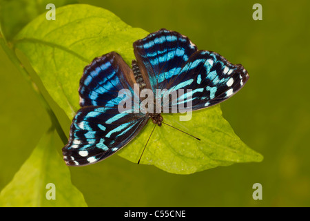 Myscelia Bluewing mexicain (papillon) ethusa Banque D'Images