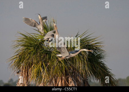 Le grand héron (Ardea herodias) sur un palmier Banque D'Images