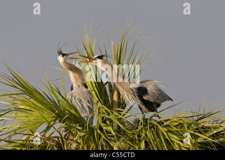 Paire de grand héron (Ardea herodias) au sommet d'un palmier Banque D'Images