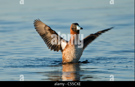 Canard masqué (Nomonyx dominicus) les ailes battantes Banque D'Images