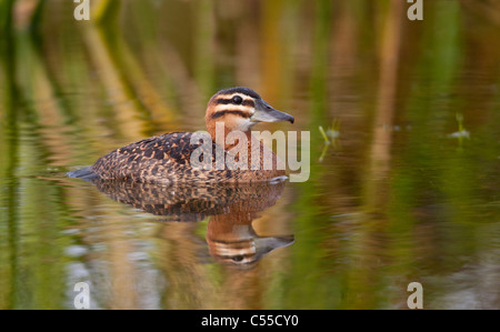 Canard masqué femelle (Nomonyx dominicus) natation dans un étang Banque D'Images