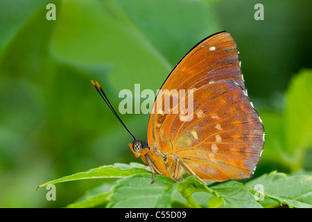 Papillon Archiduc commun (Lexias pardalis) sur une feuille verte Banque D'Images