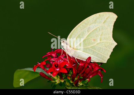 Angled-Sulfur Parabuteo (blanc) fleurs (pollinisateurs papillon Banque D'Images