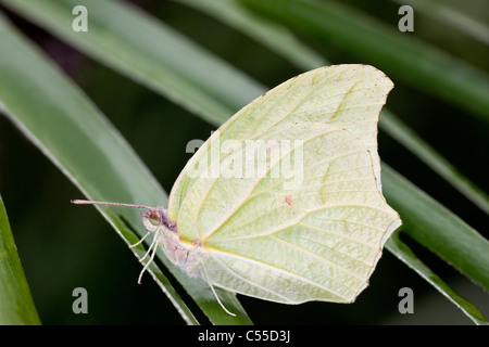 Angled-Sulfur blanc (Parabuteo) papillon sur une feuille verte Banque D'Images