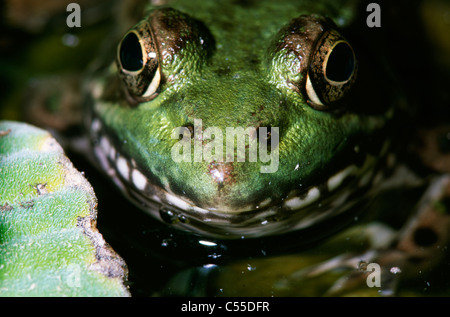 Close-up of a Leopard Frog Banque D'Images