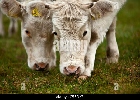 Les Pays-Bas, Winterswijk, vaches. Banque D'Images