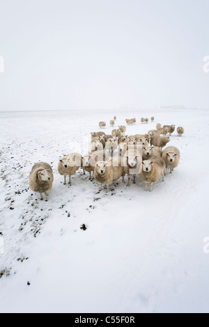 Les Pays-Bas, Garrelsweer, moutons dans la neige Banque D'Images