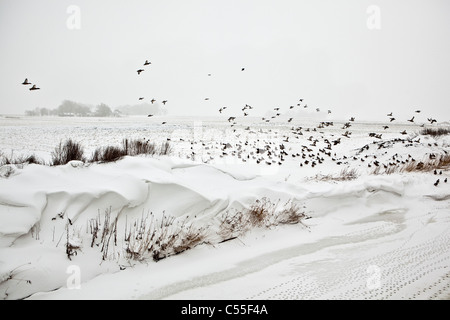 Les Pays-Bas, Usquert, neige en canal avec ferme en arrière-plan. Vol de canards Banque D'Images