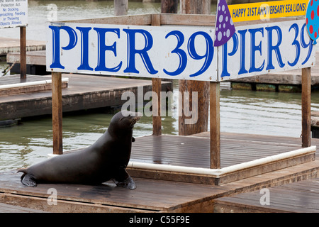 Baie de San Francisco Fisherman's wharf pier 39 colonie de lions de mer de Californie USA Banque D'Images