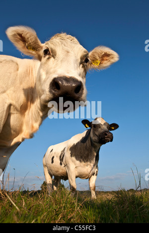 Les Pays-Bas, Epen, Close up vaches Banque D'Images