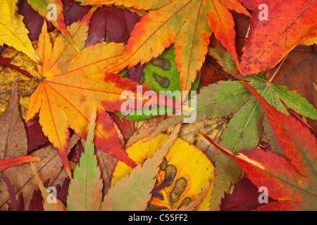 Close-up of Autumn Leaves Banque D'Images