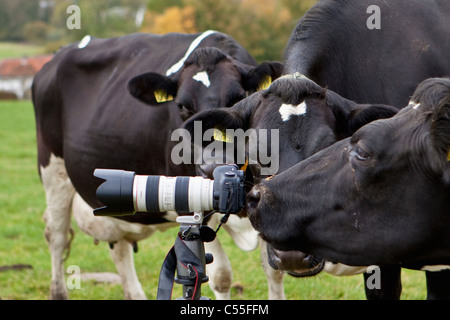 Les Pays-Bas, Epen, odeur de vache à huis clos. Banque D'Images