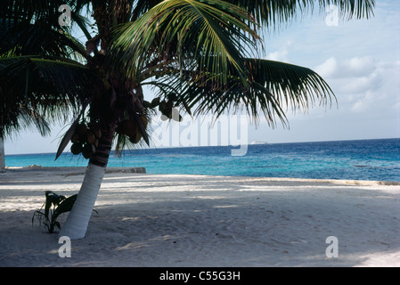 Le Mexique, Cozumel, la noix de coco palmier sur la plage Banque D'Images