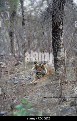 Tigre du Bengale garder un oeil sur les proies dans la forêt sauvage de Ranthambhore, Inde. ( Panthera tigris ) Banque D'Images