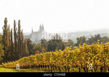 Vignoble avec bâtiment en arrière-plan, le Prince zur Lippe Vignobles, Meissen, Saxe, Allemagne Banque D'Images