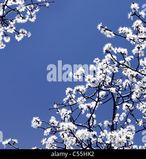 Printemps en fleurs les branches d'arbres avec des fleurs blanches sur le ciel bleu, la frontière abstraite nature background Banque D'Images