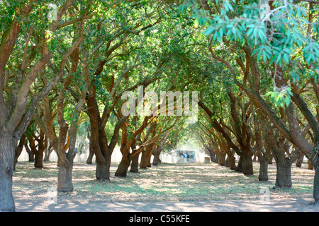 Amande (Prunus dulcis) des arbres dans un verger, Modesto, Stanislaus County, Californie, USA Banque D'Images
