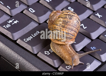 Brun commun Escargot sur clavier d'ordinateur. Banque D'Images