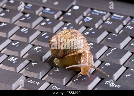 Brun commun Escargot sur clavier d'ordinateur. Banque D'Images