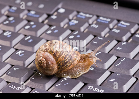 Brun commun Escargot sur clavier d'ordinateur. Banque D'Images