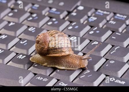 Brun commun Escargot sur clavier d'ordinateur. Banque D'Images