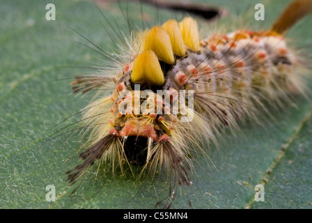 Orgyia antiqua vaporer moth Caterpillar Banque D'Images