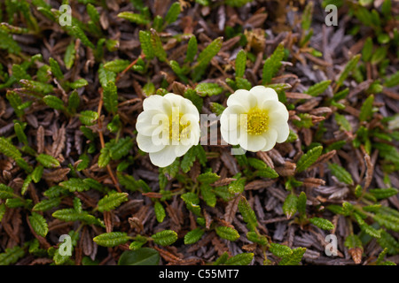 White Mountain aven (Dryas octopetala) croissant sur les plantes, Spitsbergen, Svalbard, Norvège Îles Banque D'Images