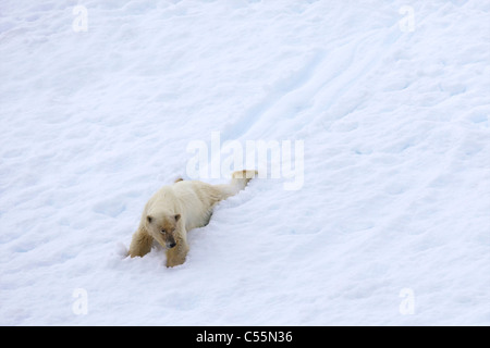 Femme ours polaire (Ursus maritimus) glisser dans la neige, Spitsbergen, Svalbard, Norvège Îles Banque D'Images