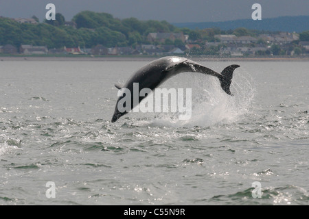 Grand dauphin (Tursiops truncatus) sautant dans le Moray Firth, Chanonry Point, Ecosse, Royaume-Uni Banque D'Images