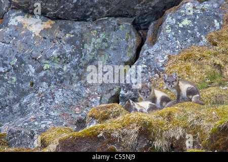 Le renard arctique (Alopex lagopus) sur un rocher, Alkehornet, Spitsbergen, Svalbard, Norvège Îles Banque D'Images