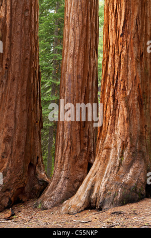 Le parc national Yosemite Mariposa Grove de séquoias géants en Californie usa Banque D'Images