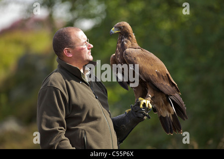 L'aigle royal (Aquila chrysaetos) perché sur sa main de l'entraîneur, Hyeres, France Banque D'Images