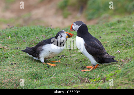 Paire de macareux moine (Fratercula arctica), accouplement skomer Island, Parc National de Pembrokeshire Coast, le Pays de Galles Banque D'Images