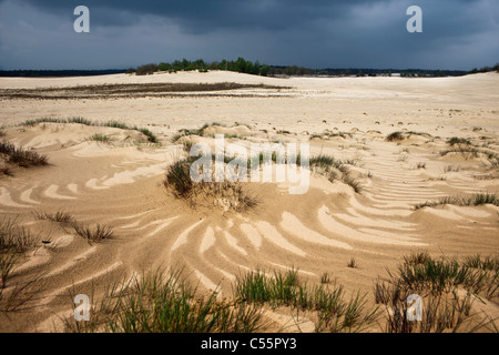 Les Pays-Bas, Loon op Zand, Parc National de Loonse en Drunense Duinen. Paysage de sable. Banque D'Images
