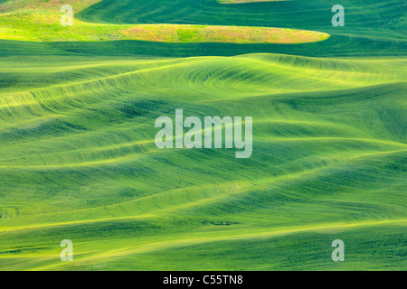 High angle view of Rolling hills, Palouse, Washington State, USA Banque D'Images