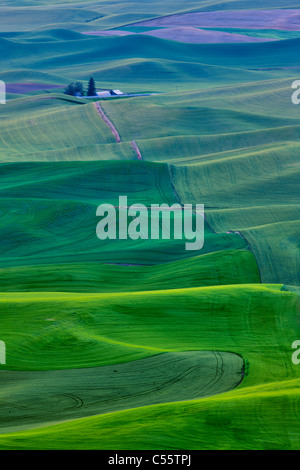 High angle view of Rolling hills, Palouse, Washington State, USA Banque D'Images