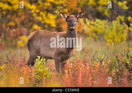 Le wapiti (Cervus elaphus) dans une forêt, promenade des Glaciers, Banff National Park, Alberta, Canada Banque D'Images