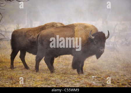 Deux bisons américains (Bison bison) debout dans un champ, le Parc National de Yellowstone, Wyoming, USA Banque D'Images