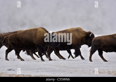 Le bison d'Amérique (Bison bison) marcher près d'un geyser, Geyser Basin, Parc National de Yellowstone, Wyoming, USA Banque D'Images