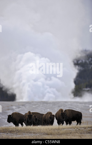 Troupeau de bison d'Amérique (Bison bison) près d'un geyser de vapeur, abaisser Geyser Basin, Parc National de Yellowstone, Wyoming, USA Banque D'Images