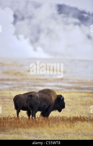 Le bison d'Amérique (Bison bison) près d'un geyser, Lower Geyser Basin, Parc National de Yellowstone, Wyoming, USA Banque D'Images