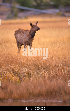 Les wapitis (Cervus elaphus) brouter dans un champ, le Parc National de Yellowstone, Wyoming, USA Banque D'Images