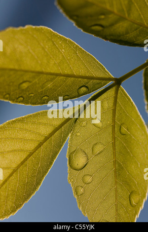 Gouttes de rosée sur les feuilles Banque D'Images